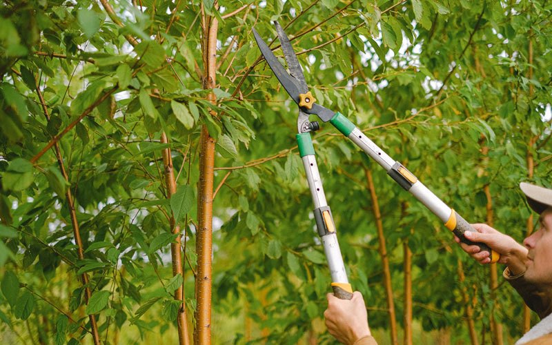 Tree trimming in Braggadocio, MO